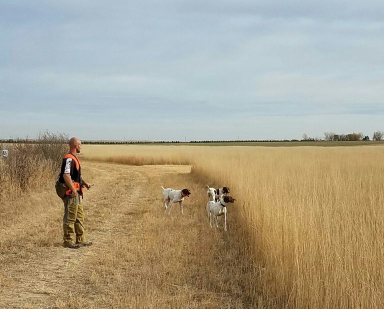 Colorado Pheasant Hunting Longmeadow Game Resort