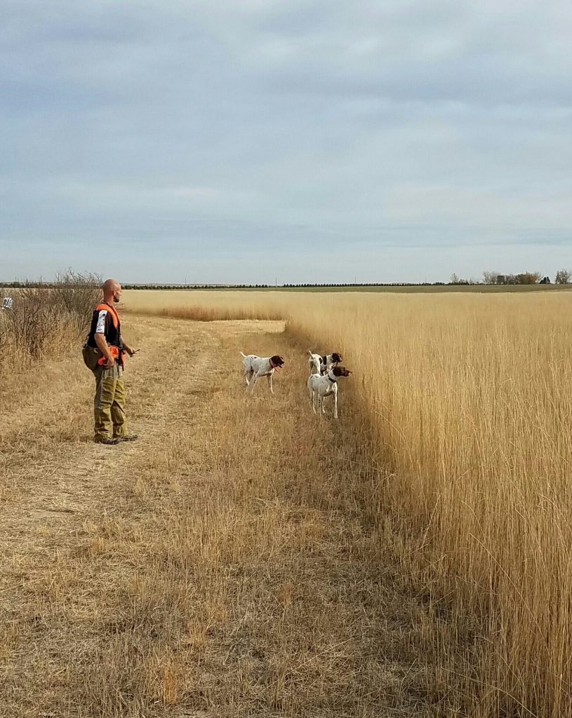 Pheasant Hunting Grounds at Longmeadow