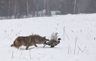 Longmeadow Game Resort - Colorado Coyote Hunting