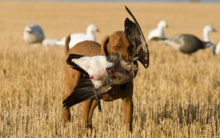 dog bringing back a goose while hunting at longmeadow
