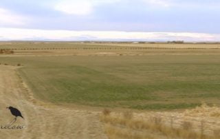open range for prairie dog hunting