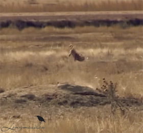 prairie dog mid air after being hit