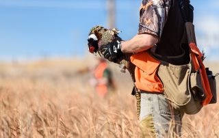 Colorado Pheasant Hunting