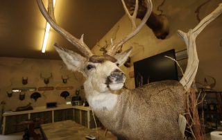 deer head trophy in the prairie dog hole at longmeadow