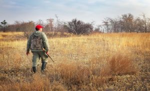 50346999 - hunter moving with shotgun looking for prey. hunter with a gun. - Elk Hunt at Longmeadow 