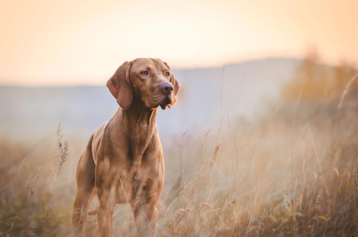 7 Tips for Training Hunting Dogs