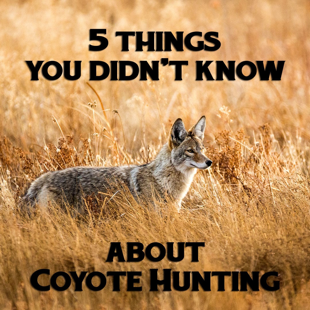 5 Things You Didn’t Know About Coyote Hunting